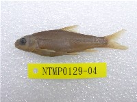 藏品(臺灣鏟頜魚)的圖片